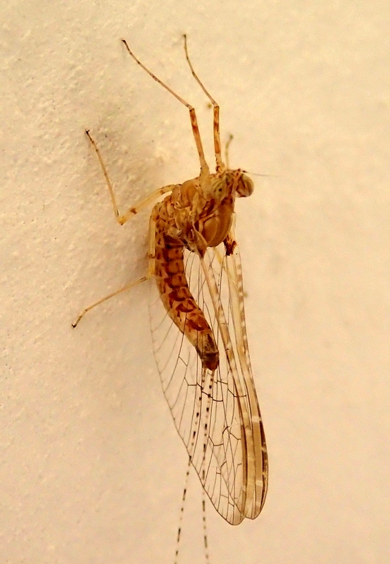 Baetidae